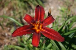 Perene: Hemerocallis crveni P424